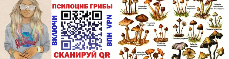 Галлюциногенные грибы Psilocybe  Долгопрудный 